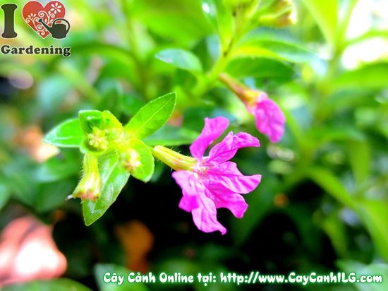Đặc điểm lá và hoa cây cẩm tú mai – tiểu cảnh sân vườn