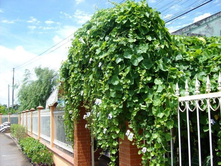 Cây cát đằng trồng trang trí hàng rào giàn leo