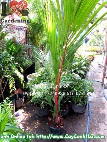 Cây cau đỏ cao 1m2 – bẹ đỏ rực, lá xanh tươi, phù hợp trồng cảnh quan
