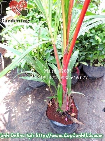 Bụi cau đỏ cao 1m2 – bẹ đỏ rực đặc trưng, phù hợp trồng hàng loạt