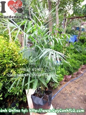 Cây cau hawai cao 100cm trồng chậu