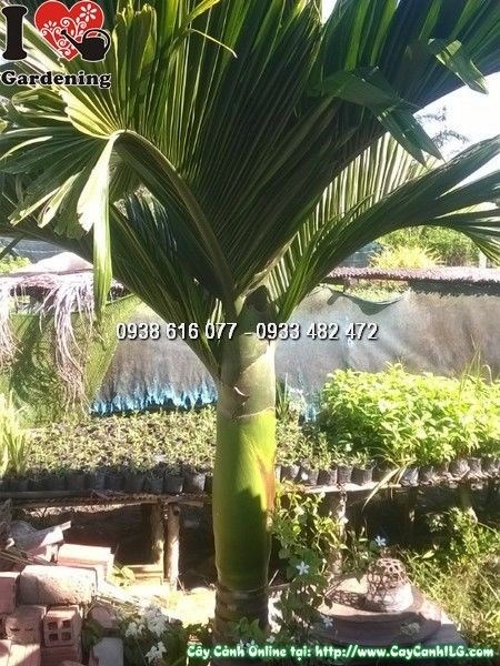 Cây cau lùn lóng 60-80cm tại vườn ILG