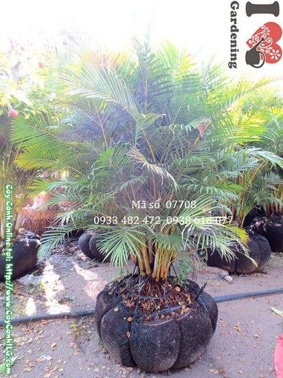 Cây cau nhật bụi lớn 1,6m – chi tiết thân và lá xanh vàng đặc trưng