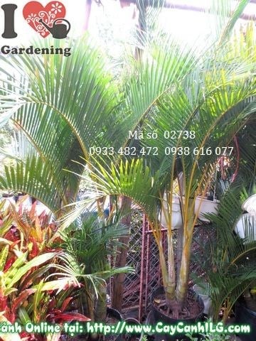 Đặc điểm lá cây Cau Nhật – lá xẻ thùy hình chân vịt, xanh bóng đặc trưng