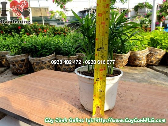 Cây cau tiểu trâm cao 10cm – cây giống mini xanh tươi Ms 12518