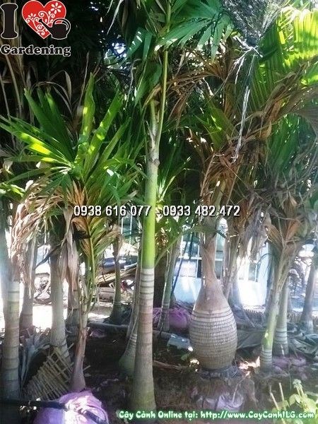 Cây cau trắng lóng 1m2 bụi đẹp tại vườn ILG