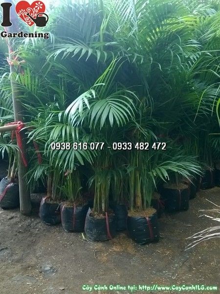 Cây cau vàng cao 1,2m trồng chậu trang trí sân vườn