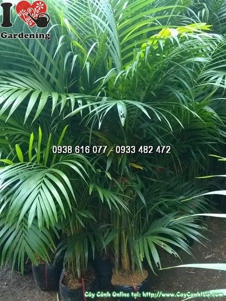 Cây cau vàng lá xanh bóng đẹp - cẩm nang chăm sóc ILG