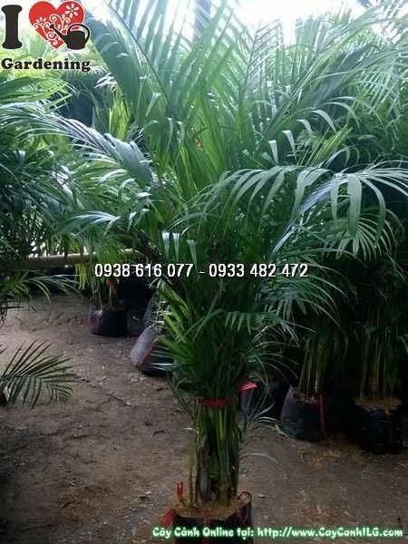 Cây cau vàng cao 1,2m - nhân giống và chăm sóc tại ILG