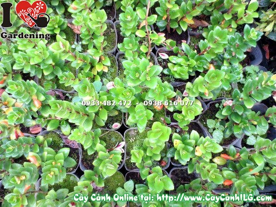 Lộ trình phát triển cây cá vàng từ 20cm
