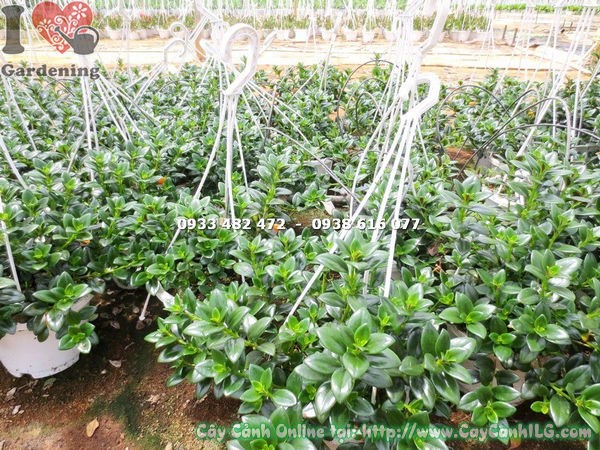 Cây cá vàng treo hoa vàng nở rộ – cung cấp sỉ lẻ tại vườn ILG