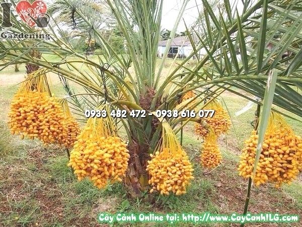 Cây Chà Là Zahidi Ms 24425 - cây cảnh nhiệt đới sang trọng