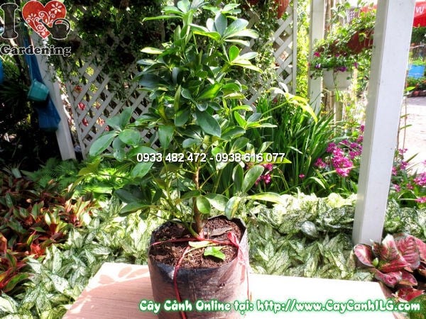 Cây chân chim xanh tươi tại vườn ILG