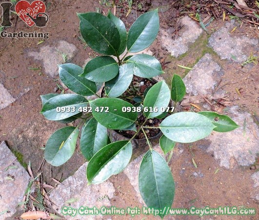 Lộ trình phát triển cây chân chim Đà Lạt từ giống 30cm