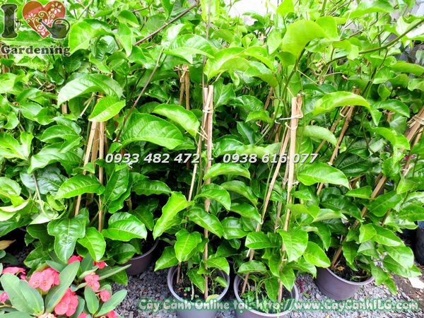 Cây chanh dây giống cao 30cm chuẩn bị trồng tại ILG