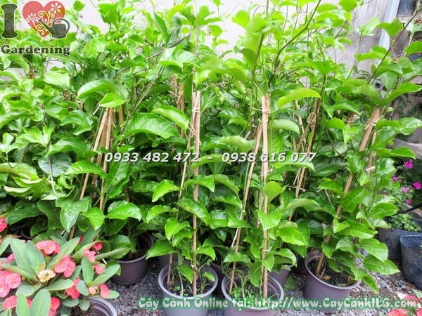 Cây chanh dây giống xuất vườn đạt chuẩn từ ILG – mua sỉ lẻ toàn quốc