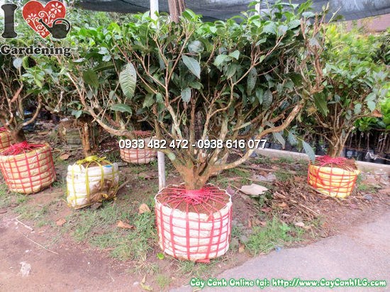 Cây chè gốc cao 0,7m - hình ảnh thực tế tại vườn ILG