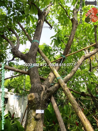 Cây chiếc cao 4m hoa đỏ nở về đêm sân vườn cảnh quan