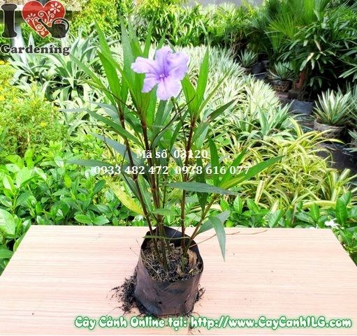 cây chiều tím cao 25cm sắc tím đẹp tại ILG