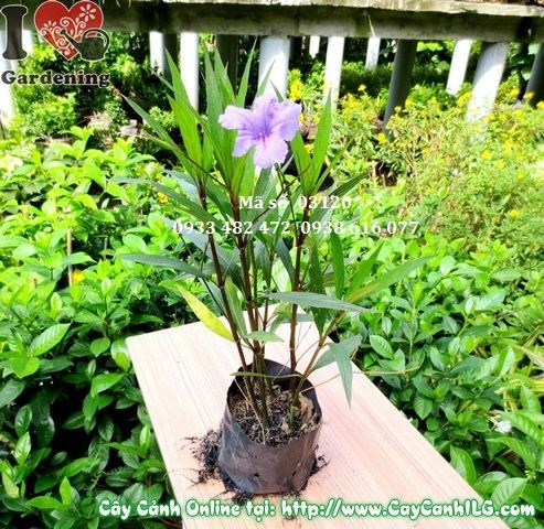 hoa chiều tím màu tím nhạt nở buổi sáng