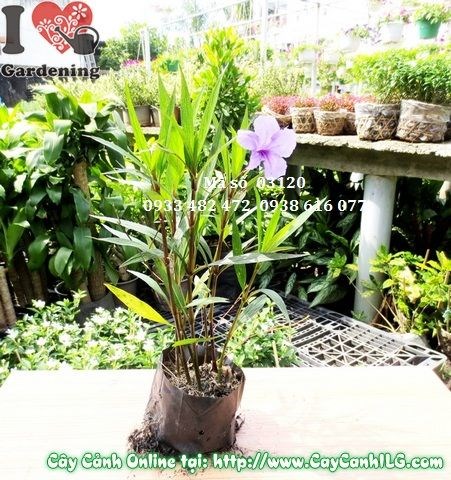 cây chiều tím phân nhánh đẹp sau cắt tỉa