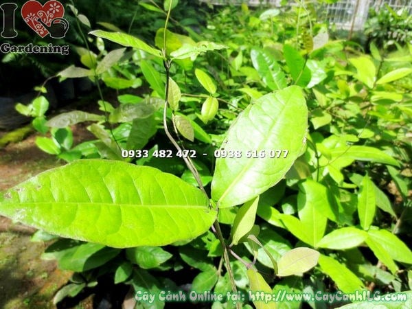 hoa cây chim xanh buông chùm tím đẹp