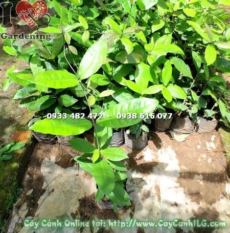 cây chim xanh cao 50cm – thân leo và lá xanh đặc trưng