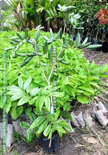 Cây chôm chôm giống cao 50cm Ms 17944 – cây ăn trái chất lượng tại ILG