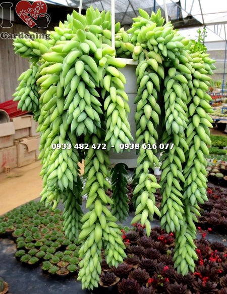 Chuỗi lá hạt dài mọng nước rũ xuống đặc trưng của loài cây chuỗi ngọc bi hạt dài