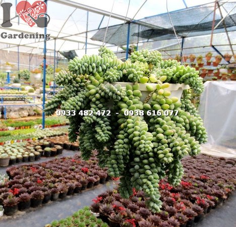 Cây chuỗi ngọc bi hạt tròn trang trí không gian xanh