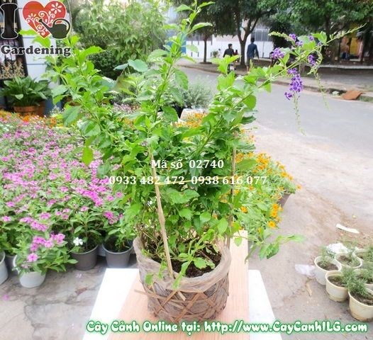 Chùm hoa tím đặc trưng của cây chuỗi ngọc tím thanh quan