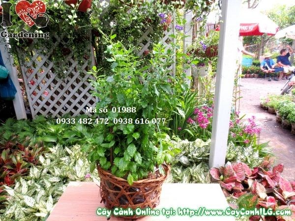 Cây chuỗi ngọc tím sau khi cắt tỉa tạo dáng đẹp gọn