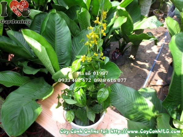 Cây chuỗi vàng cao 35cm – hoa vàng rực leo giàn tại ILG