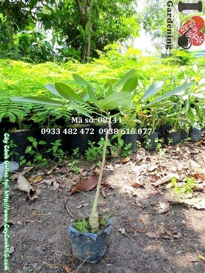Cây chuông vàng giống 30cm – vẻ đẹp xanh mướt giai đoạn cây giống