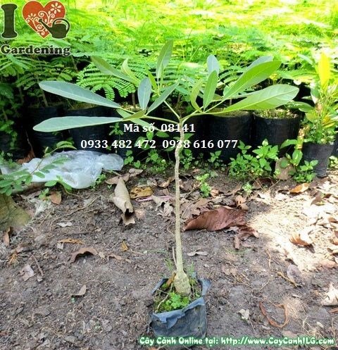 Cây chuông vàng giống 30cm – chăm sóc đúng cách tại ILG
