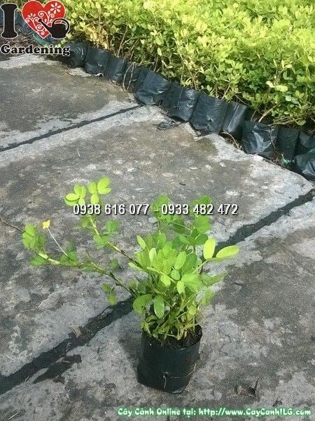 Cây cỏ đậu phộng bọc lớn - thảm xanh phủ đất tại ILG