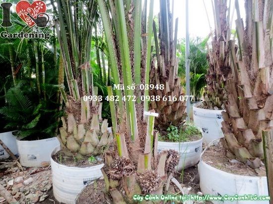 Cây cọ dầu trồng cảnh quan sân vườn