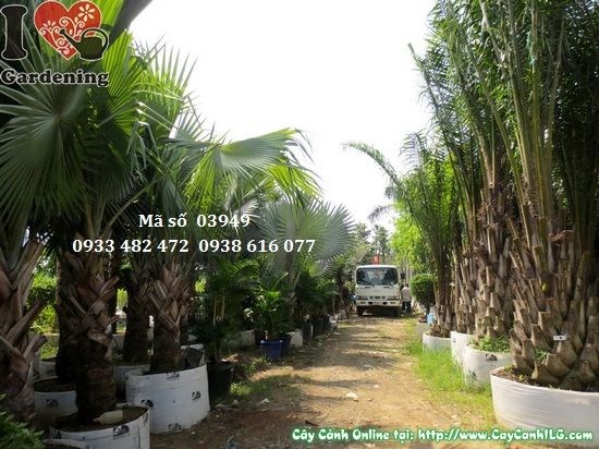 Cây cọ dầu đường kính 0,7m ngoài trời nắng tốt
