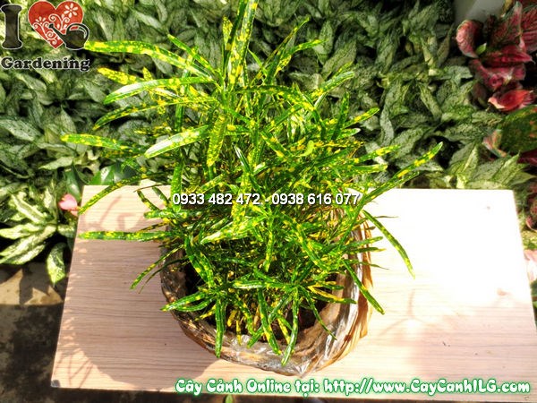 Đặc điểm lá cây cô tòng màu sắc rực rỡ