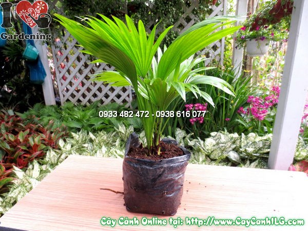 Cây cọ xẻ cao 20cm - cọ xẻ cảnh quan