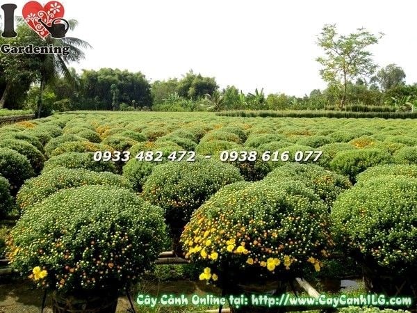 Cúc mâm xôi Ms 19185 hoa vàng rực rỡ trang trí Tết