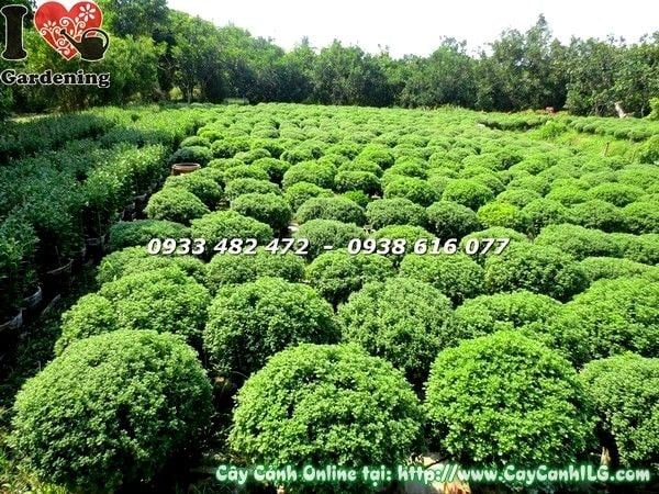 Cây cúc mâm xôi hoa vàng rực rỡ ngày Tết Ms 19185