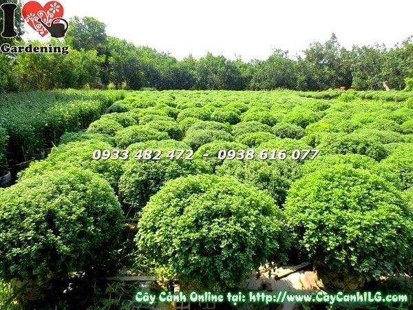 Cúc mâm xôi trang trí sân vườn ngày Tết ý nghĩa phong thủy