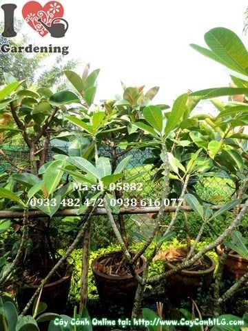 Cây đa búp đỏ cao 1,1m Ms 05882 tại vườn ILG