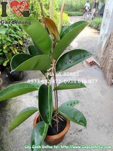 Lá đa búp đỏ nhỏ 50cm màu sắc đặc trưng – cây cảnh nội thất