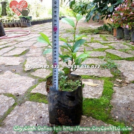 Cây Dạ Hợp Hương giống cao 20cm – phù hợp trồng sân vườn và cảnh quan