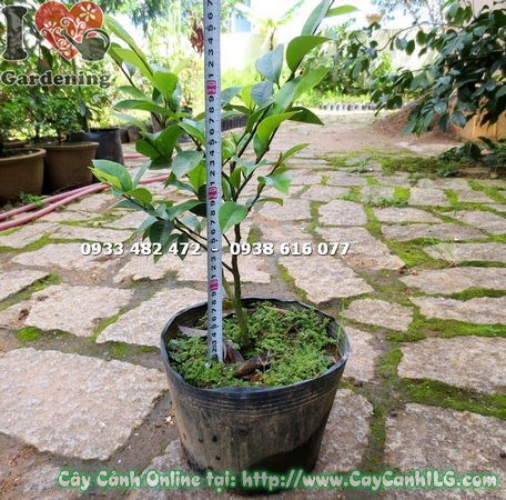 Cây Dạ Hợp Hương giống cao 30cm – cây khỏe, lá xanh bóng