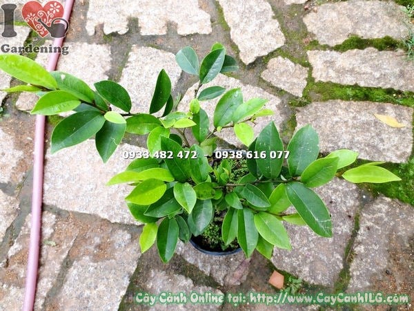 Cây Dạ Hợp Hương giống cao 30cm – ứng dụng cảnh quan sân vườn đẹp