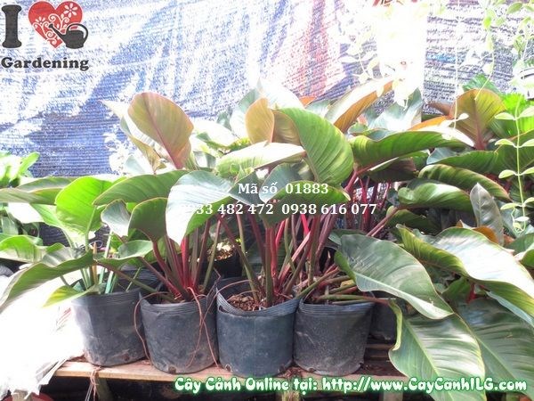 cây đại hoàng đế cao 50cm lá xanh đậm sang trọng