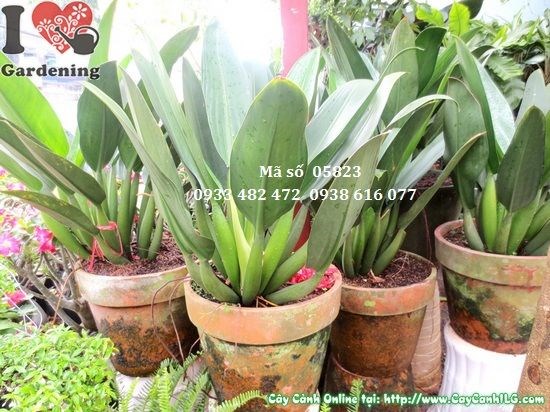 Cây Đại Phát Tài lớn trồng trong chậu sang trọng